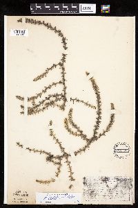 Salsola tragus image