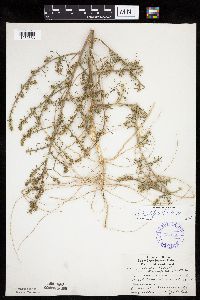 Salsola tragus image