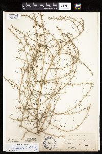 Salsola tragus image