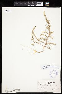 Salsola tragus image
