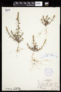 Salsola tragus image