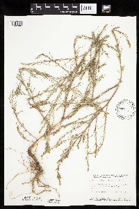 Salsola tragus image