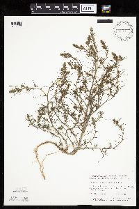 Salsola tragus image