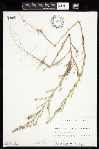 Salsola tragus image