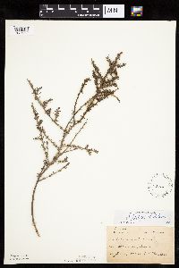 Salsola tragus image