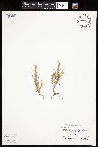Salsola tragus image