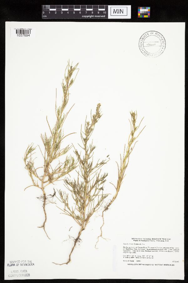 Salsola tragus image