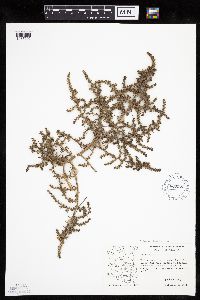 Salsola tragus image