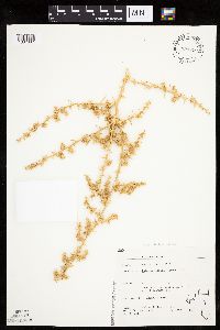 Image of Salsola tragus