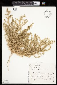 Salsola tragus image