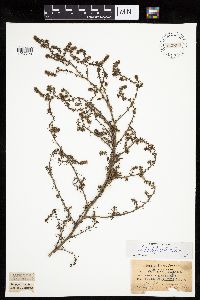 Salsola tragus image