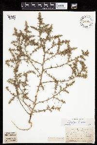 Salsola tragus image