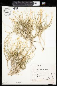 Media resource of Acamptopappus sphaerocephalus