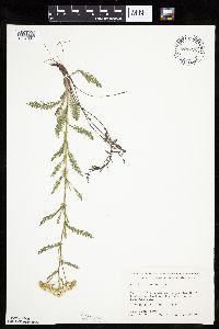 thumbnail image of current specimen