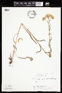 Image of Achillea millefolium