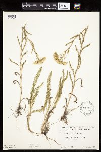Thumbnail image of current specimen