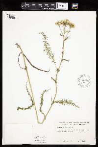 Thumbnail image of current specimen