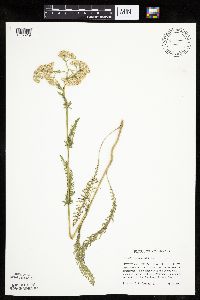Achillea millefolium image