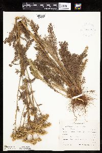 Achillea millefolium image