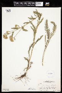 thumbnail image of current specimen