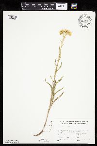 Achillea millefolium image