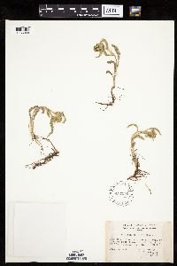 Thumbnail image of current specimen