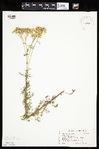 Media resource of Achillea nobilis
