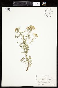 Achillea nobilis image