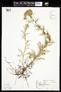 Achillea nobilis image