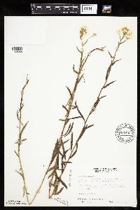 Achillea ptarmica image