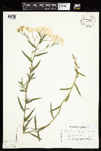 Achillea ptarmica image