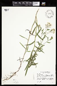 Achillea ptarmica image