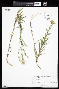 Achillea ptarmica image