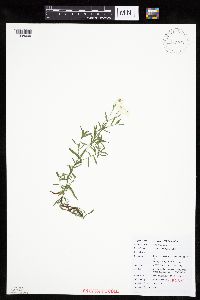 Achillea ptarmica image