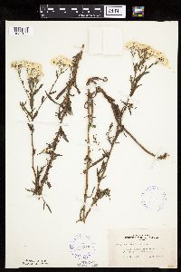 Achillea ptarmica image
