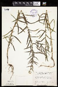 Achillea ptarmica image