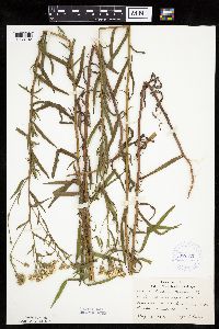 Achillea ptarmica image