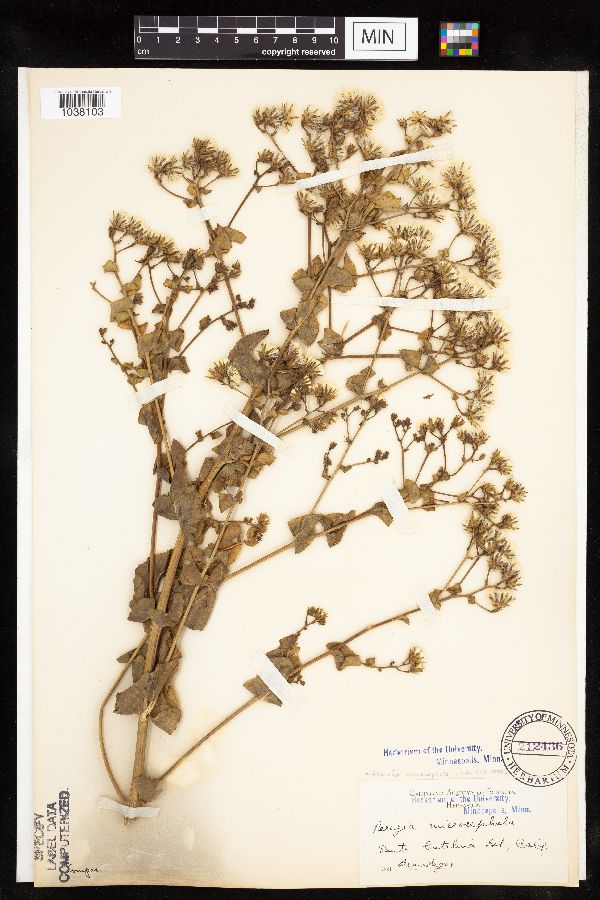 Acourtia microcephala image