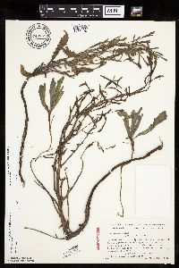 Thumbnail image of current specimen