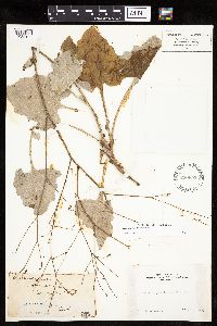 Adenocaulon bicolor image