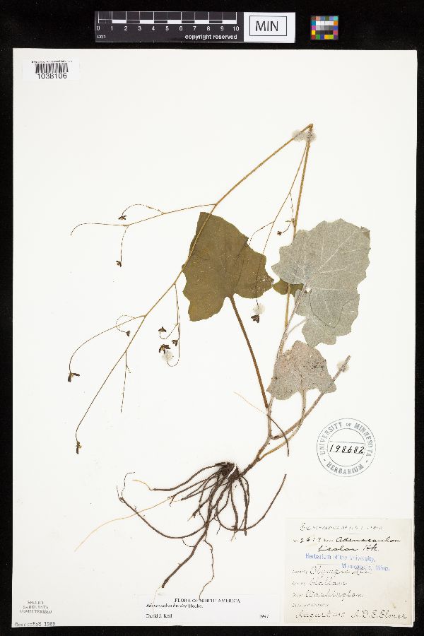 Adenocaulon bicolor image