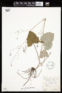 Thumbnail image of current specimen