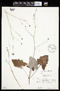 Media resource of Adenocaulon bicolor