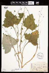 Adenocaulon bicolor image