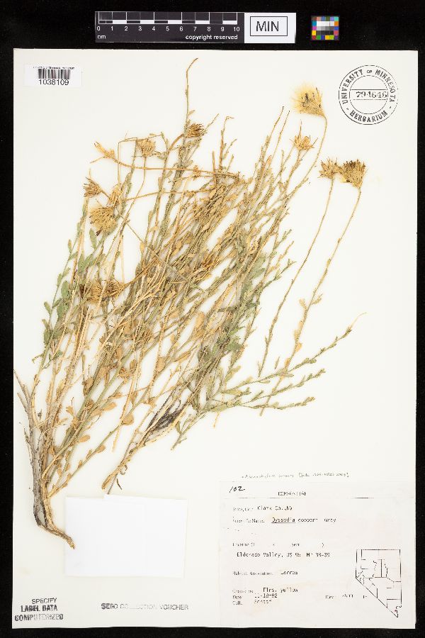 Adenophyllum image