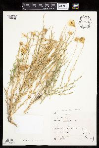Image of Adenophyllum cooperi