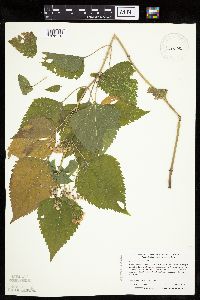 Ageratina altissima image