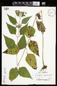 Ageratina altissima image