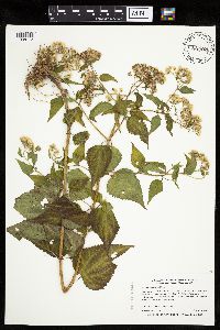 Ageratina altissima image