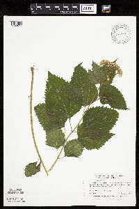 Ageratina altissima image